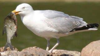 European Herring Gull