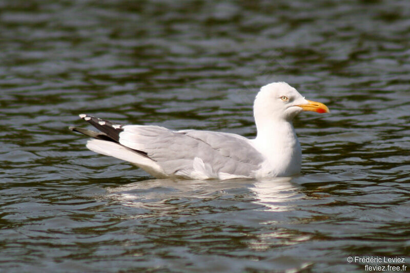 Goéland argentéadulte