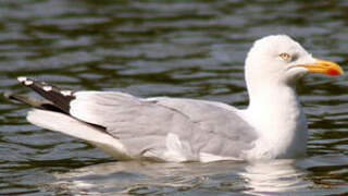 European Herring Gull