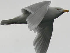 Glaucous Gull