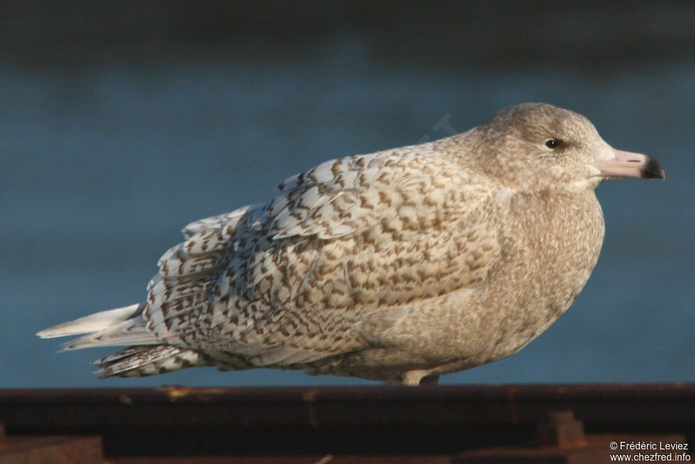 Glaucous Gulljuvenile, identification