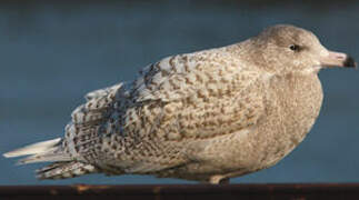 Glaucous Gull