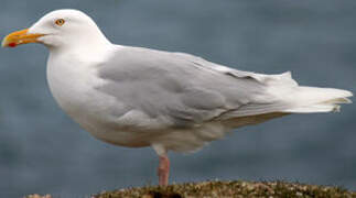 Glaucous Gull