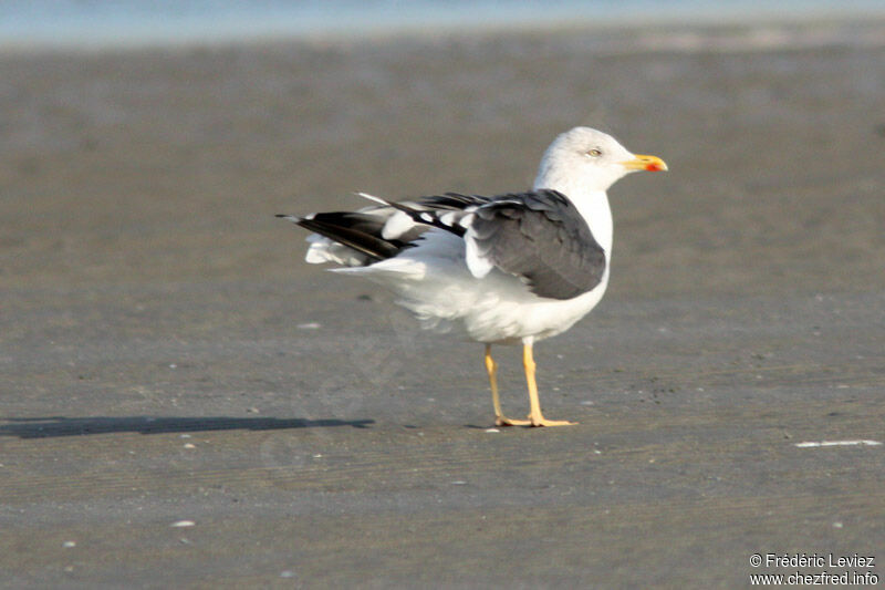 Lesser Black-backed Gulladult