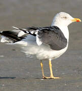 Lesser Black-backed Gull