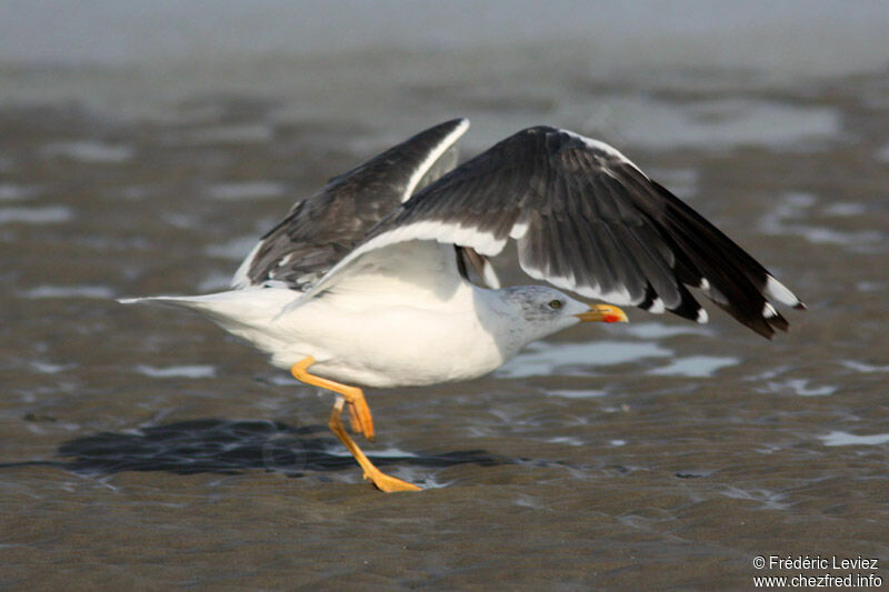 Lesser Black-backed Gulladult