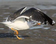 Lesser Black-backed Gull