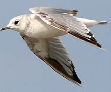 Common Gull