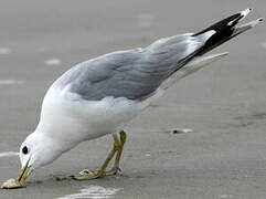 Common Gull