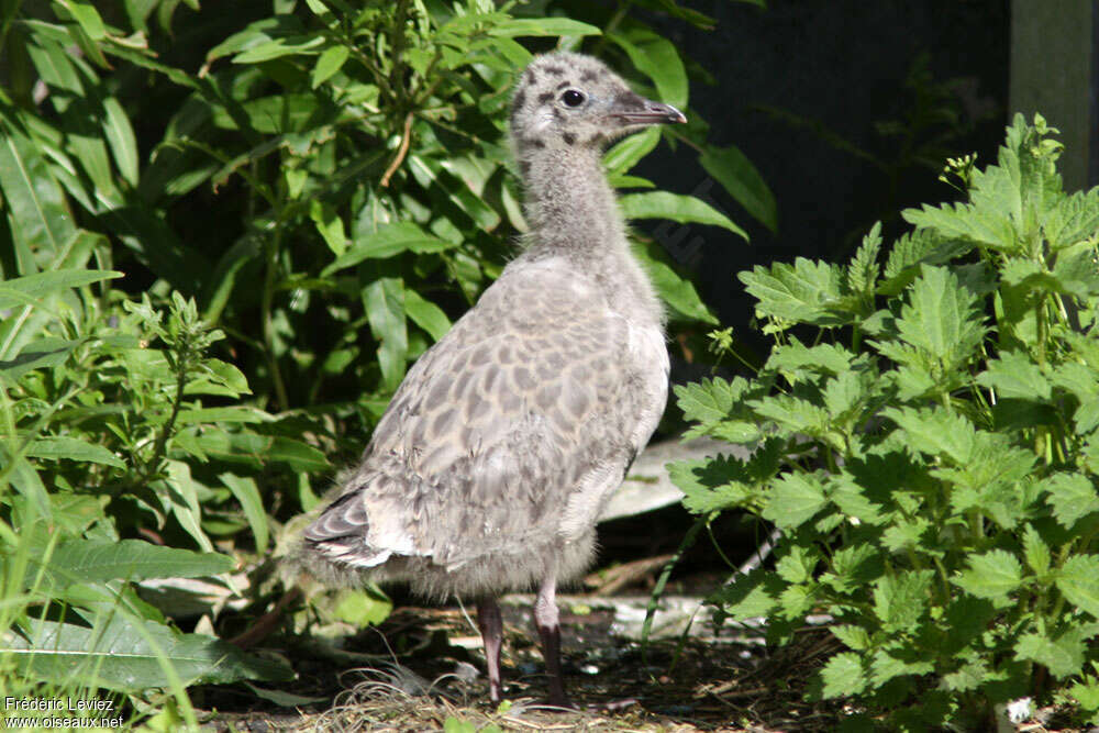 Goéland cendréPoussin, identification