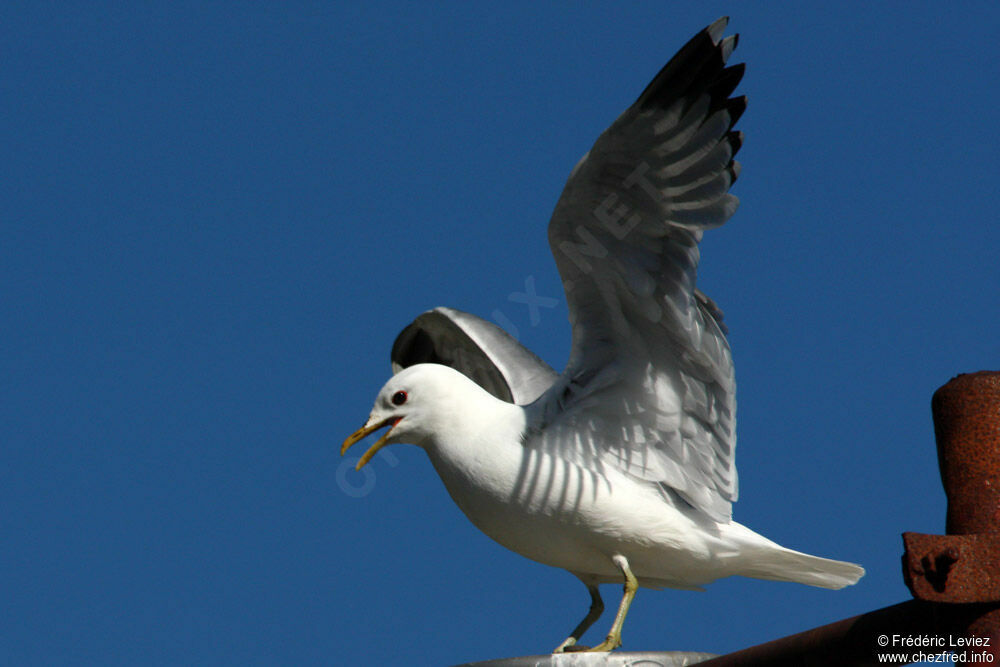 Mew Gull, identification