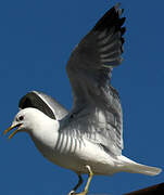 Common Gull