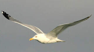 American Herring Gull