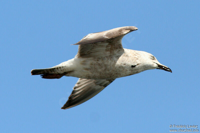 American Herring GullFirst year