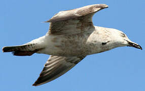 American Herring Gull