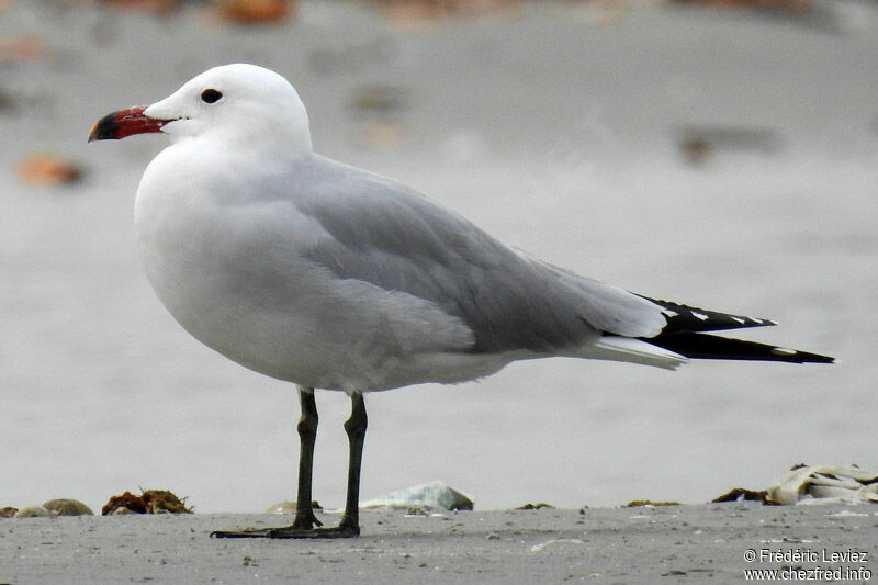 Goéland d'Audouinadulte, identification, portrait