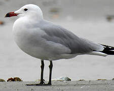 Audouin's Gull