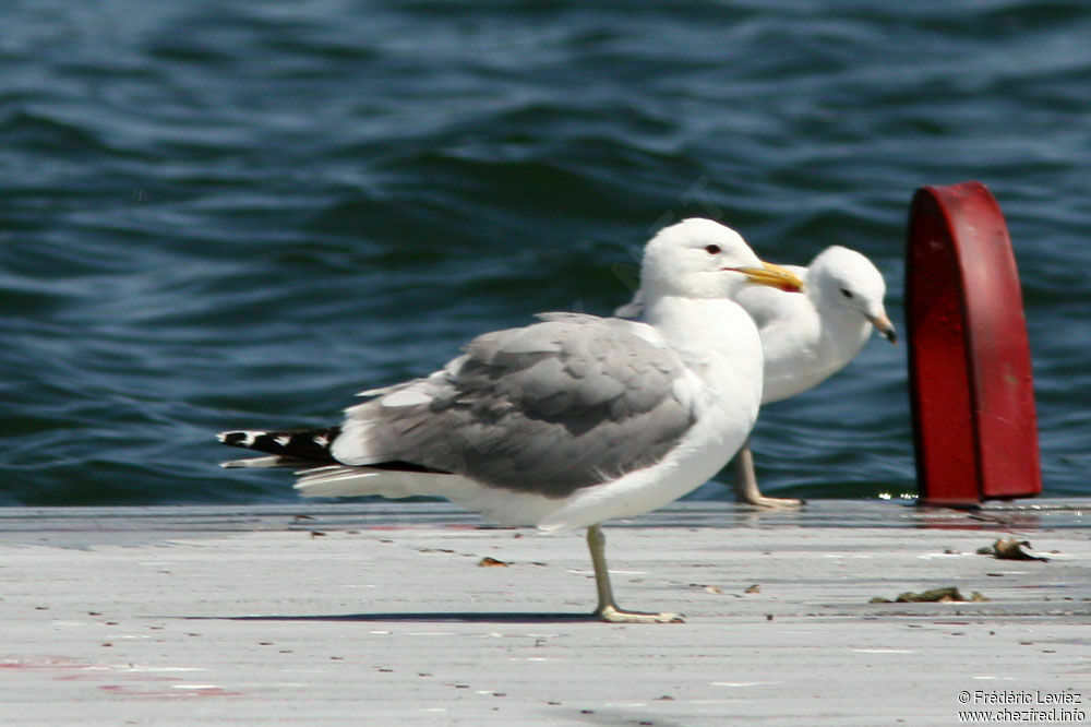 Goéland de Californieadulte nuptial, identification