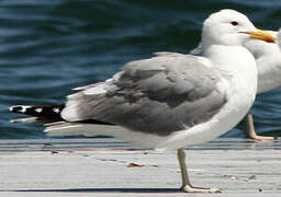 California Gull