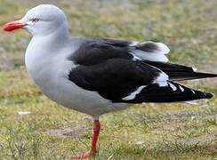 Dolphin Gull