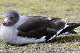 Dolphin Gull