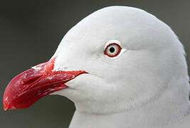 Dolphin Gull