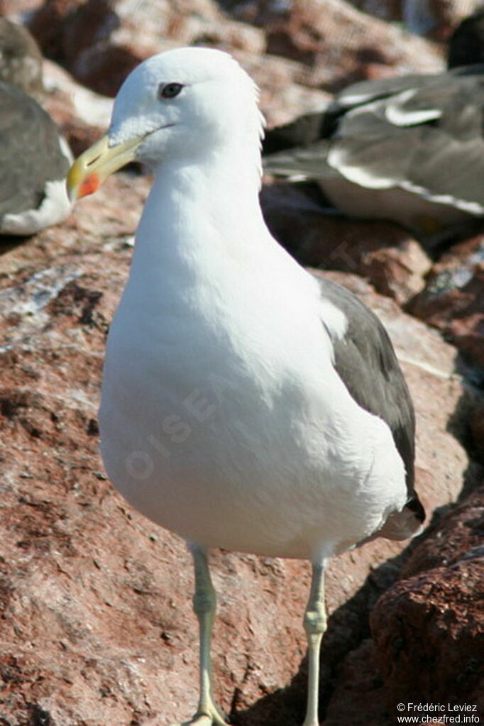 Goéland dominicainadulte