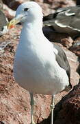 Kelp Gull