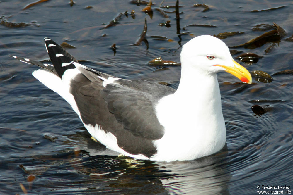 Goéland dominicainadulte