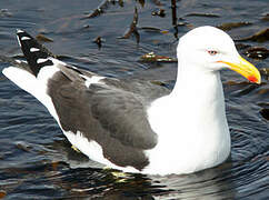 Kelp Gull