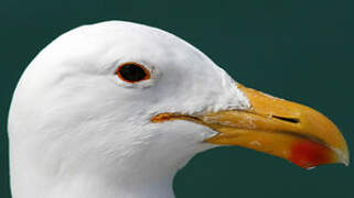 Kelp Gull