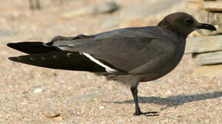 Grey Gull