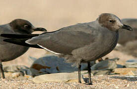 Grey Gull