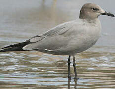 Grey Gull