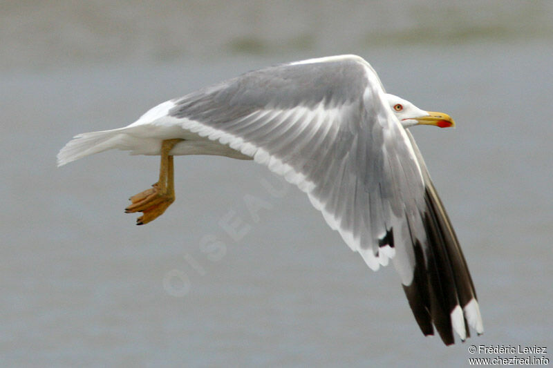 Yellow-legged Gulladult