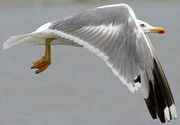 Yellow-legged Gull