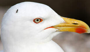 Yellow-legged Gull