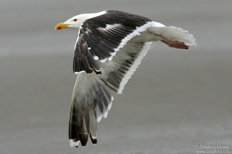 Goéland marinadulte