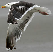 Great Black-backed Gull