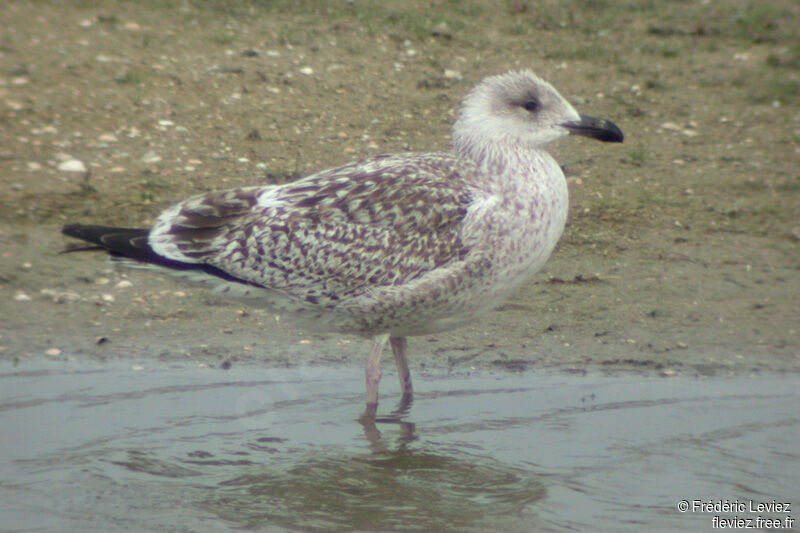 Great Black-backed Gulljuvenile