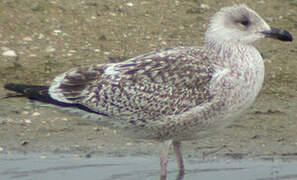 Great Black-backed Gull