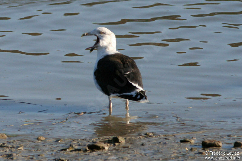 Goéland marinadulte