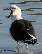 Great Black-backed Gull