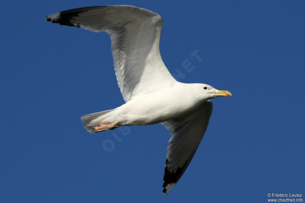 Caspian Gulladult, Flight