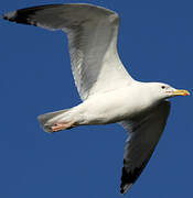 Caspian Gull