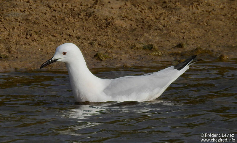 Slender-billed Gulladult breeding, identification, close-up portrait, swimming