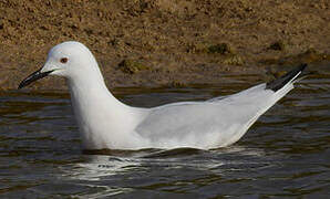 Slender-billed Gull