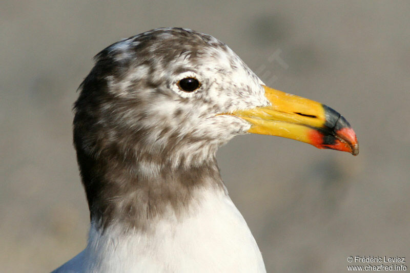 Belcher's Gulladult post breeding