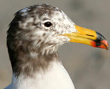 Belcher's Gull