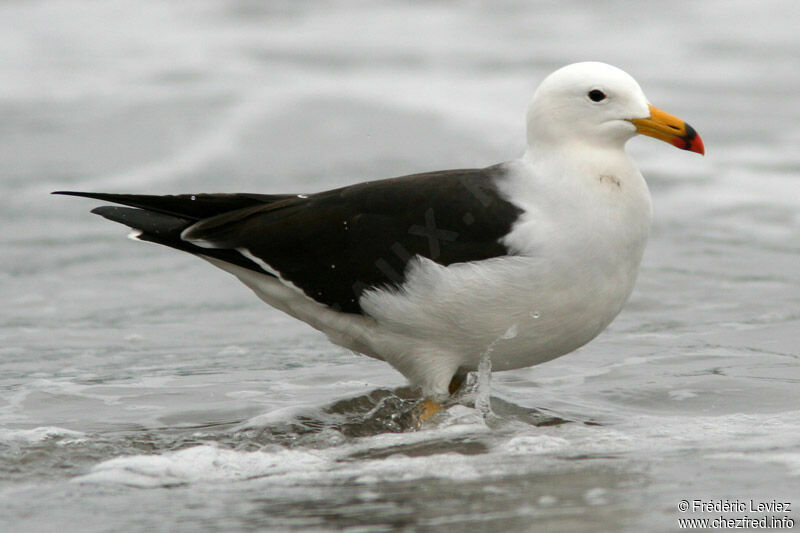 Belcher's Gulladult breeding